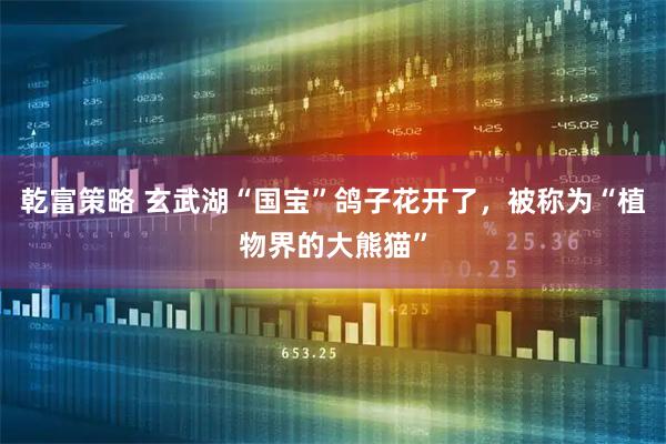 乾富策略 玄武湖“国宝”鸽子花开了，被称为“植物界的大熊猫”